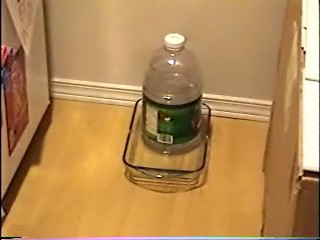 Lee Holmes Diy Cat Feeder And Water Dispenser